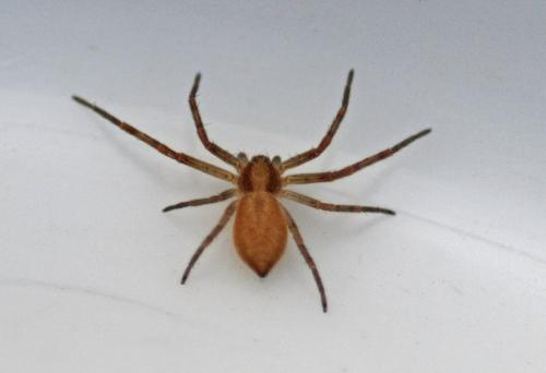 Philodromus sp.
